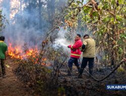 Ancaman Api di Lahan Pinus Cibadak, dan Ulah Ceroboh yang Nyaris Hanguskan Rumah Warga