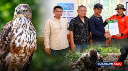 Viral Video Kuliti Elang Brontok di Sukabumi, Pemburu Asal Jampang Kulon Terancam Pidana
